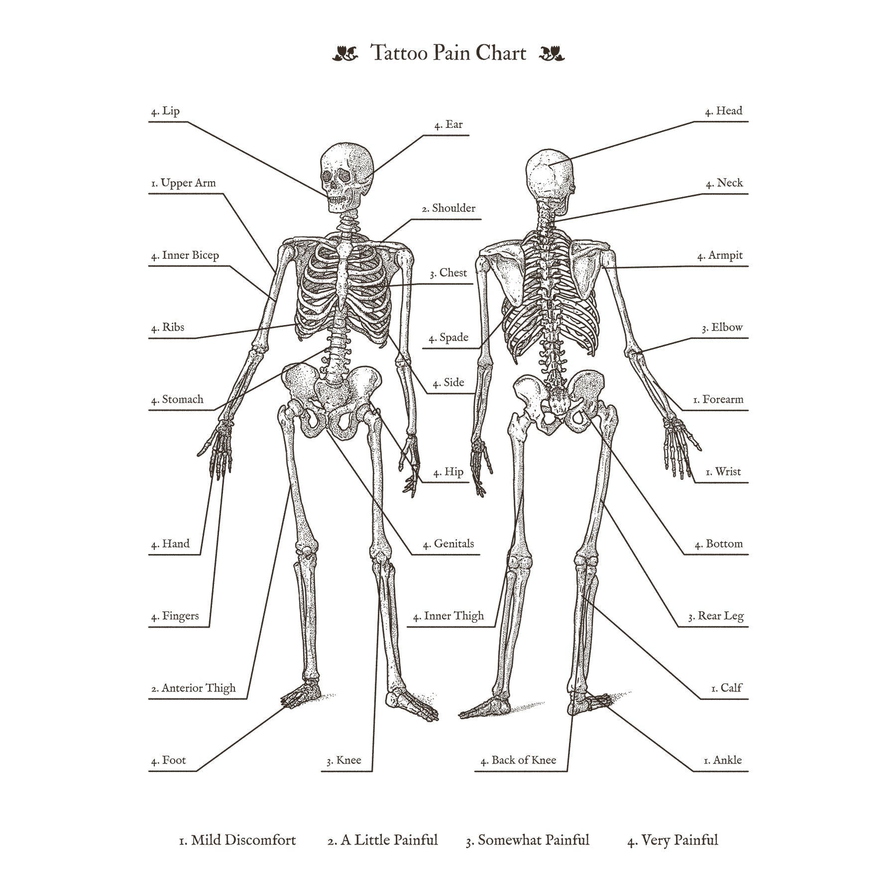 An anatomical skeleton diagram charting tattoo pain levels from mild discomfort to very painful. The Most Painful Places to Get a Tattoo