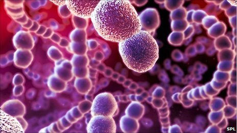 Picture of Streptococcus Bacteria From BBC.co.uk|Mushrooms Are a Type of Fungi|Picture of the MERS Virus|Prokaryotes: Bacteria Cell Structure Diagram|Eukaryotic Cell Diagram From Fascience.wikispaces.com