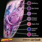 Liz Cook Signature Series Set of 12 – 2oz Bottles — Eternal Tattoo Ink