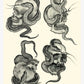 Echoes of Time — 25 Years of Tattoo Art — Hardcover Book + Travel Tool Book