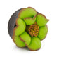 Field of Green Flower Plugs Size Chart