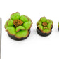 Field of Green Hand Painted Leather Flower Plugs