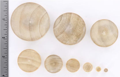 Solid Concave Crocodile Wood Plug — Price Per 1 - Painful Pleasures