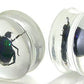 Green Beetle - Actual Green Bettle inside an Acrylic Plug - 16mm-24mm - Price Per 1 - Painful Pleasures