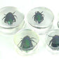 Green Beetle - Actual Green Bettle inside an Acrylic Plug - 16mm-24mm - Price Per 1 - Painful Pleasures