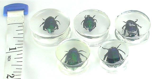 Green Beetle - Actual Green Bettle inside an Acrylic Plug - 16mm-24mm - Price Per 1