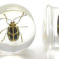 HBYG Bug - Cool Looking Bug inside an acrylic Plug for Gauged Ears - 16mm - 24mm - Price Per 1