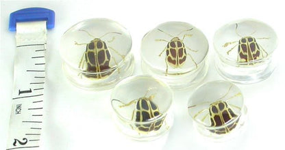 HBYG Bug - Cool Looking Bug inside an acrylic Plug for Gauged Ears - 16mm - 24mm - Price Per 1 - Painful Pleasures