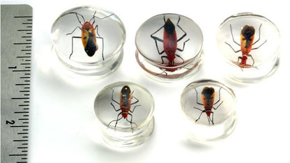 Red Bug or Pyrrhocorid inside an Acrylic Plug for Gauged Ears - 16mm - 24mm - Price Per 1 - Painful Pleasures