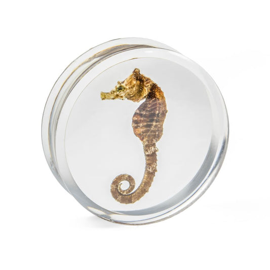 Seahorse Double Flared Acrylic Plug 20mm-32mm - Price Per 1