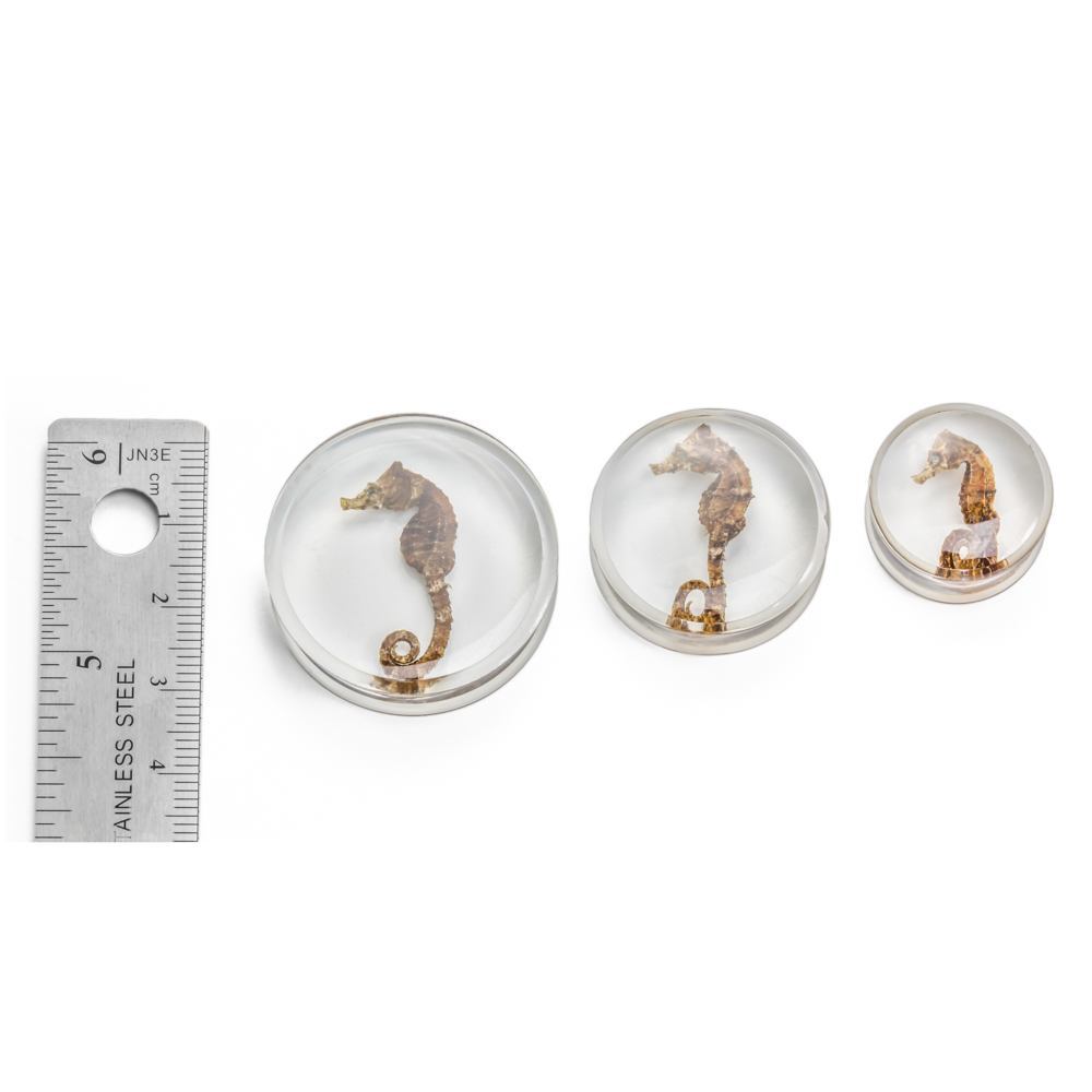 Seahorse Double Flared Acrylic Plug 20mm-32mm